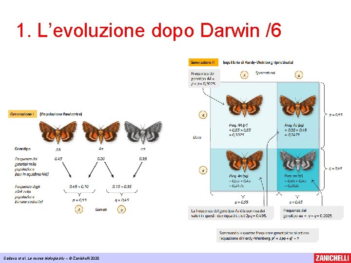 1. L’evoluzione dopo Darwin /6 Sadava et al, La nuova biologia. blu – ©