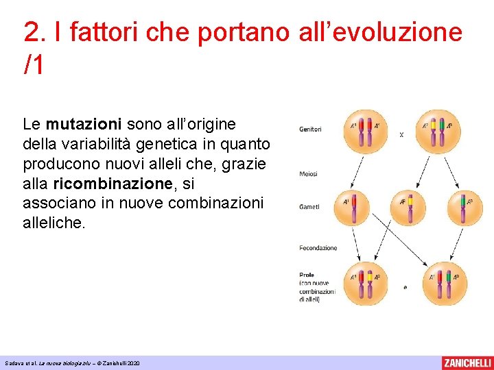 2. I fattori che portano all’evoluzione /1 Le mutazioni sono all’origine della variabilità genetica