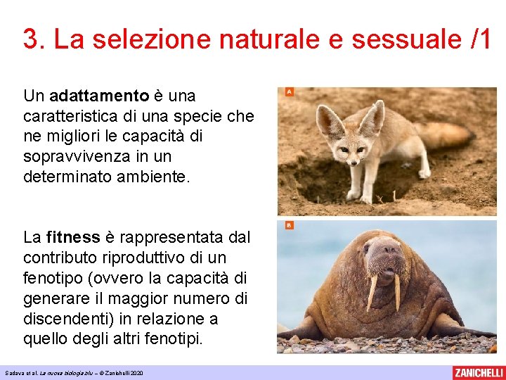 3. La selezione naturale e sessuale /1 Un adattamento è una caratteristica di una