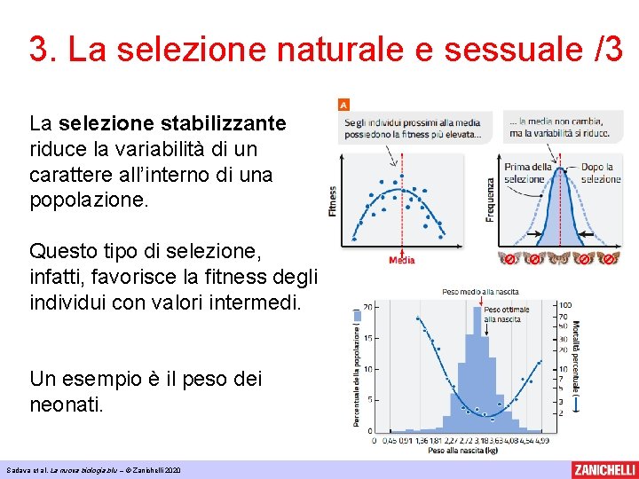 3. La selezione naturale e sessuale /3 La selezione stabilizzante riduce la variabilità di