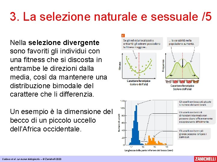 3. La selezione naturale e sessuale /5 Nella selezione divergente sono favoriti gli individui