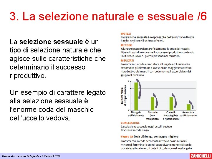 3. La selezione naturale e sessuale /6 La selezione sessuale è un tipo di