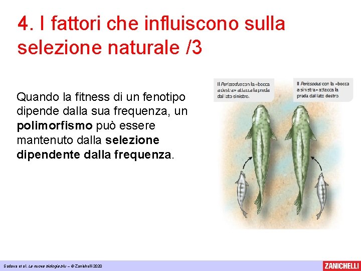 4. I fattori che influiscono sulla selezione naturale /3 Quando la fitness di un