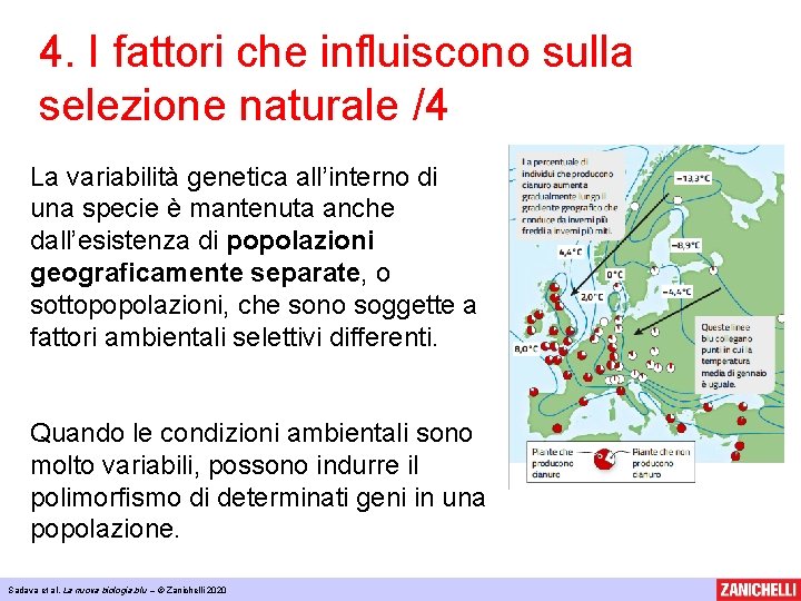 4. I fattori che influiscono sulla selezione naturale /4 La variabilità genetica all’interno di