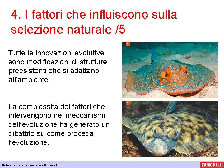 4. I fattori che influiscono sulla selezione naturale /5 Tutte le innovazioni evolutive sono