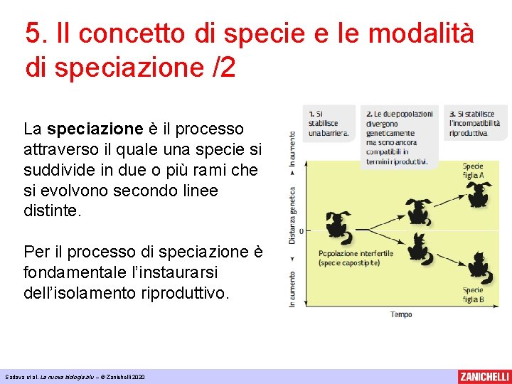 5. Il concetto di specie e le modalità di speciazione /2 La speciazione è