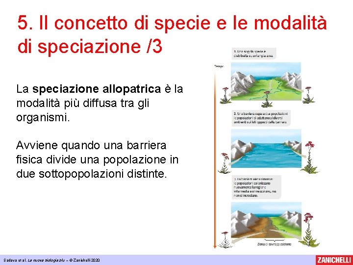 5. Il concetto di specie e le modalità di speciazione /3 La speciazione allopatrica