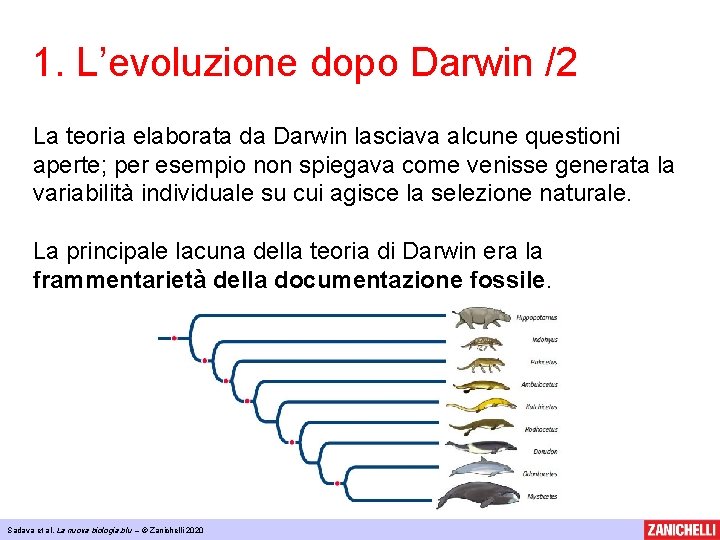 1. L’evoluzione dopo Darwin /2 La teoria elaborata da Darwin lasciava alcune questioni aperte;