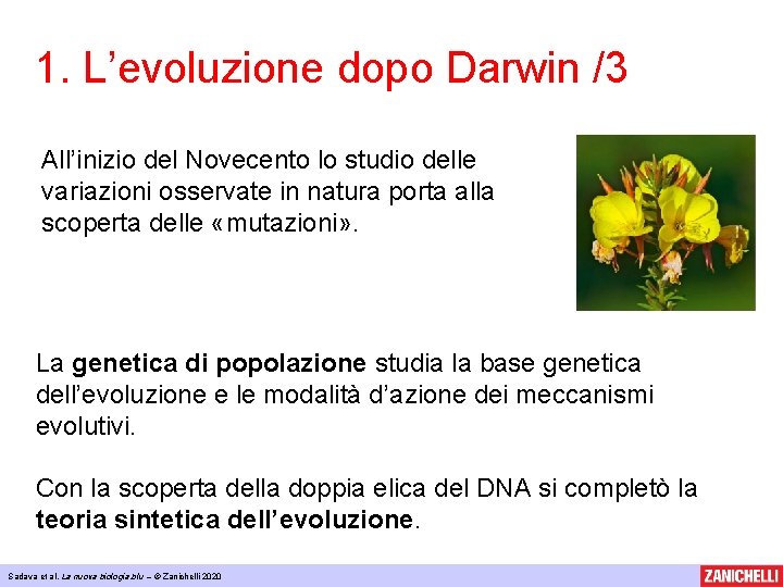 1. L’evoluzione dopo Darwin /3 All’inizio del Novecento lo studio delle variazioni osservate in