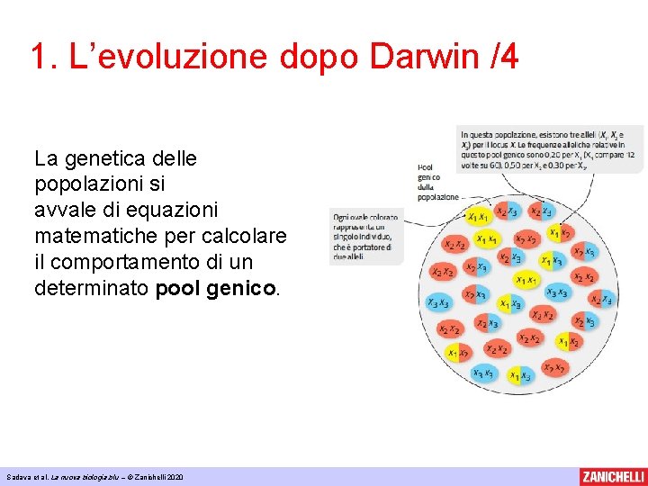 1. L’evoluzione dopo Darwin /4 La genetica delle popolazioni si avvale di equazioni matematiche