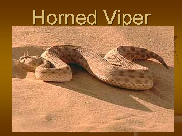 Horned Viper 