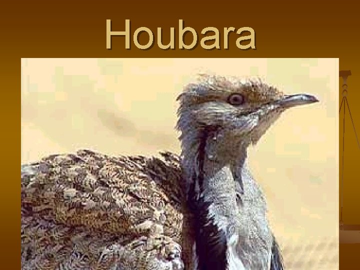 Houbara 