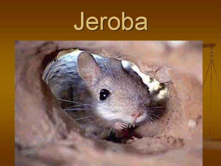 Jeroba 