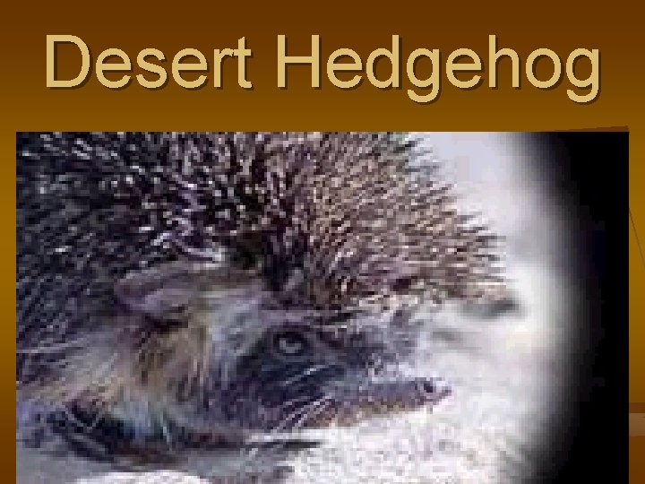 Desert Hedgehog 