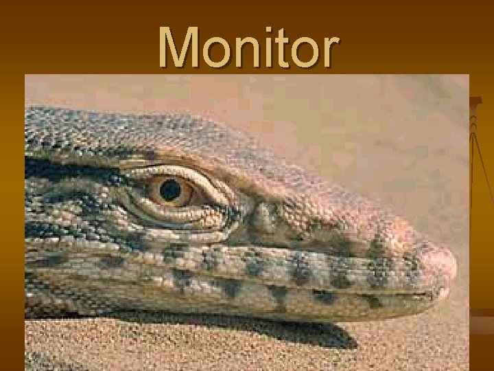 Monitor 