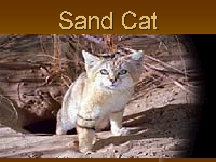 Sand Cat 