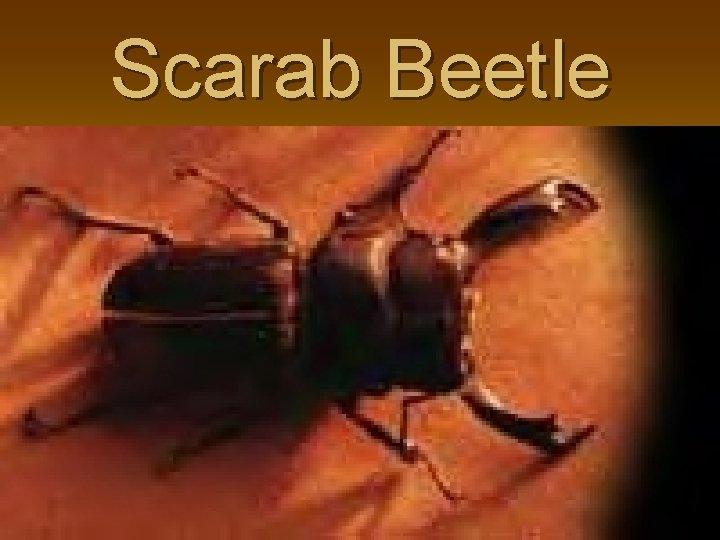 Scarab Beetle 