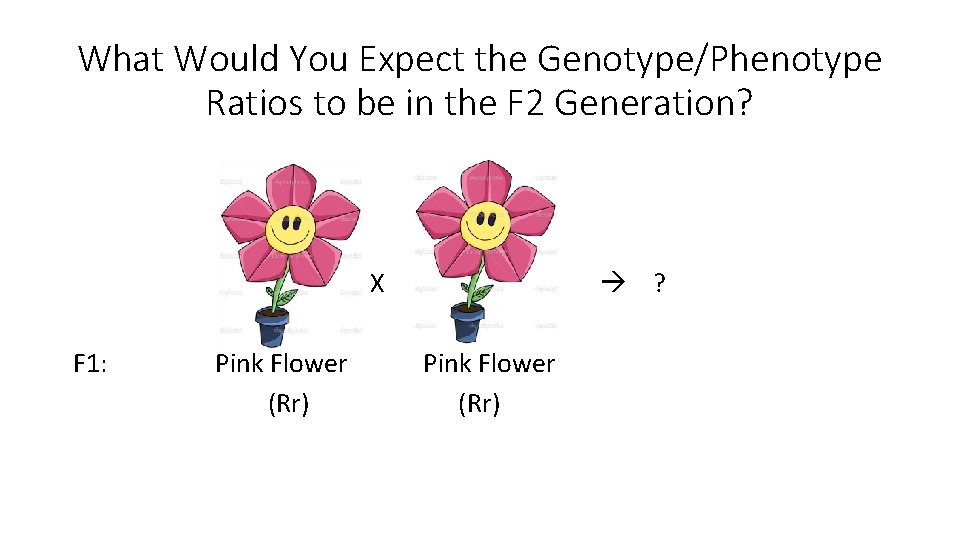 What Would You Expect the Genotype/Phenotype Ratios to be in the F 2 Generation? What Would You Expect the Genotype/Phenotype Ratios to be in the F 2 Generation?