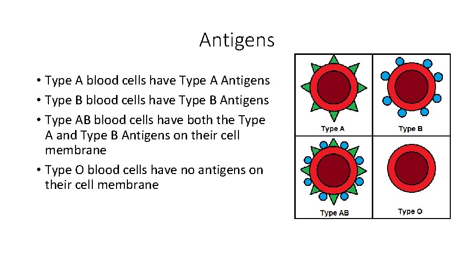 Antigens • Type A blood cells have Type A Antigens • Type B blood Antigens • Type A blood cells have Type A Antigens • Type B blood