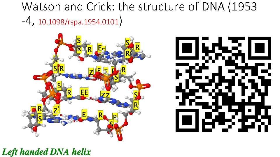 Watson and Crick: the structure of DNA (1953 -4, 10. 1098/rspa. 1954. 0101) 