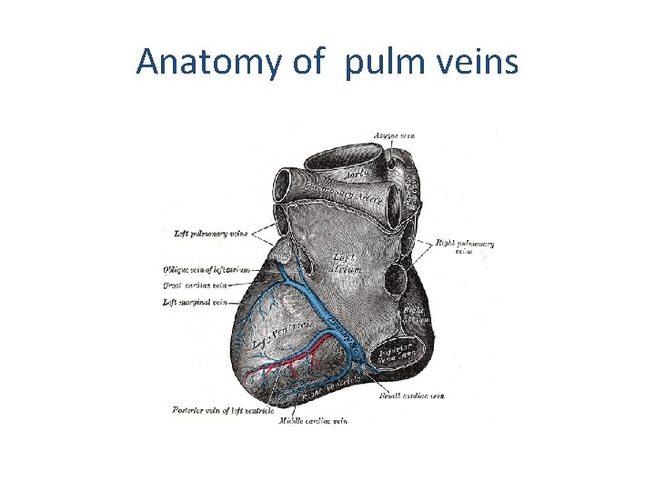 Anatomy of pulm veins 