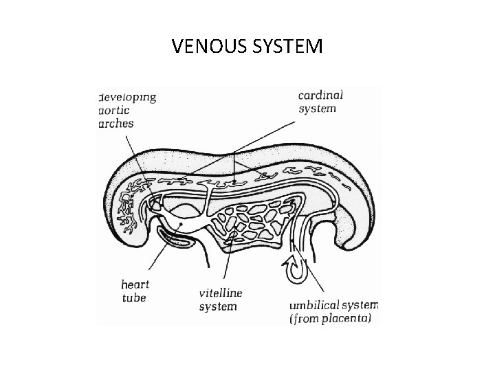 VENOUS SYSTEM VENOUS SYSTEM