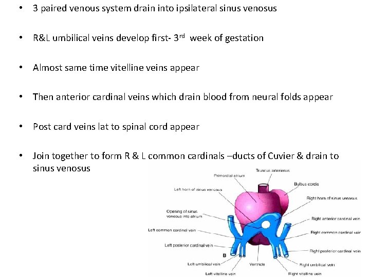  • 3 paired venous system drain into ipsilateral sinus venosus • R&L umbilical