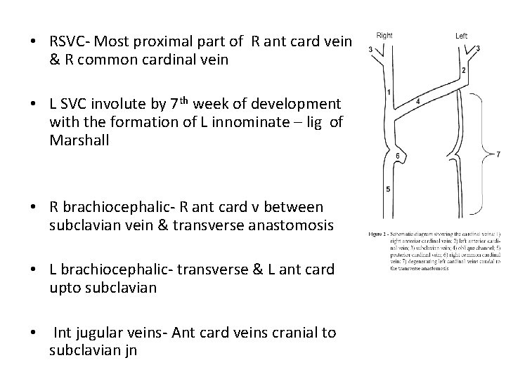  • RSVC- Most proximal part of R ant card vein & R common