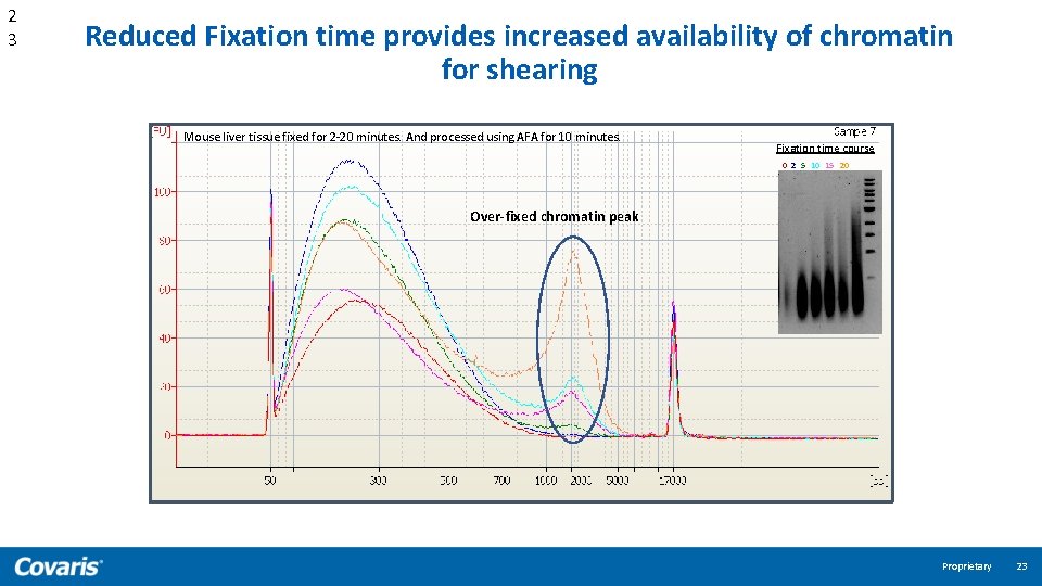 2 3 Reduced Fixation time provides increased availability of chromatin for shearing Mouse liver