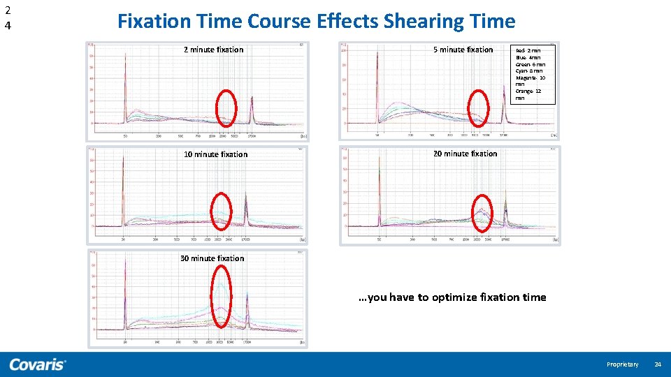 2 4 Fixation Time Course Effects Shearing Time 2 minute fixation 5 minute fixation