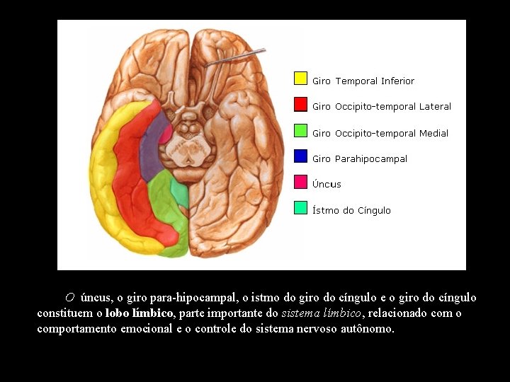  O úncus, o giro para-hipocampal, o istmo do giro do cíngulo e o