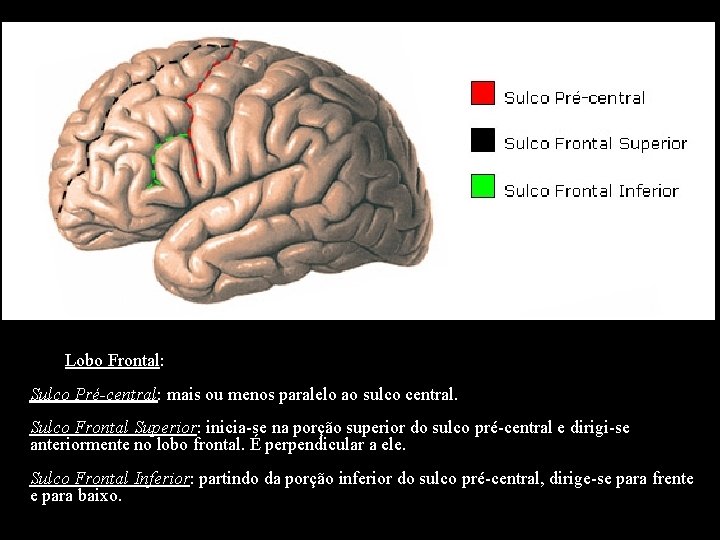 Lobo Frontal: Sulco Pré-central: mais ou menos paralelo ao sulco central. Sulco Frontal Superior: