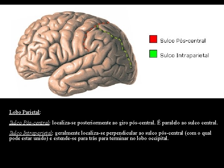 Lobo Parietal: Sulco Pós-central: localiza-se posteriormente ao giro pós-central. É paralelo ao sulco central.