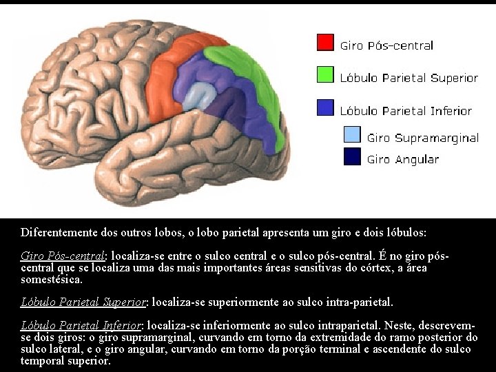 Diferentemente dos outros lobos, o lobo parietal apresenta um giro e dois lóbulos: Giro