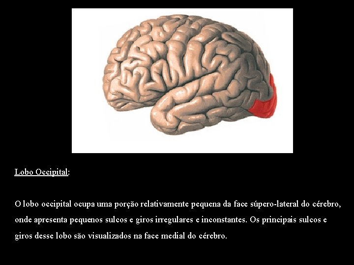 Lobo Occipital: O lobo occipital ocupa uma porção relativamente pequena da face súpero-lateral do