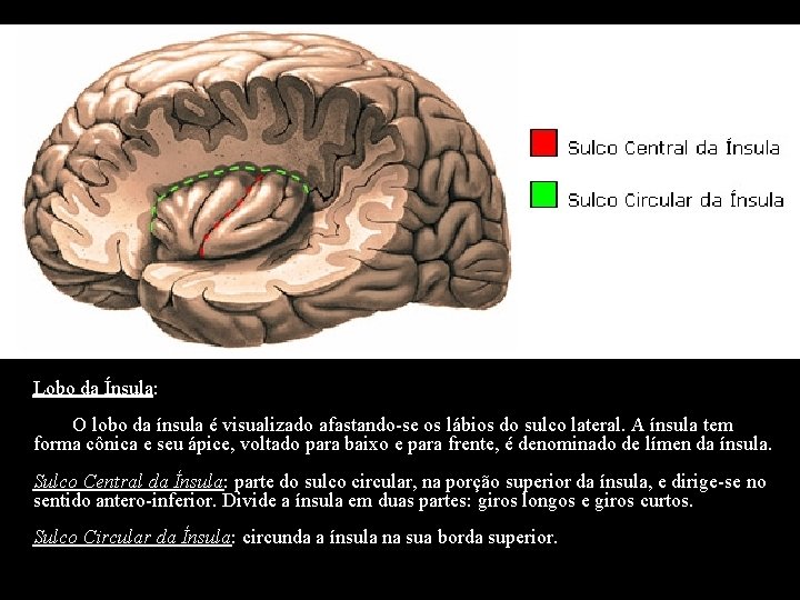 Lobo da Ínsula: O lobo da ínsula é visualizado afastando-se os lábios do sulco