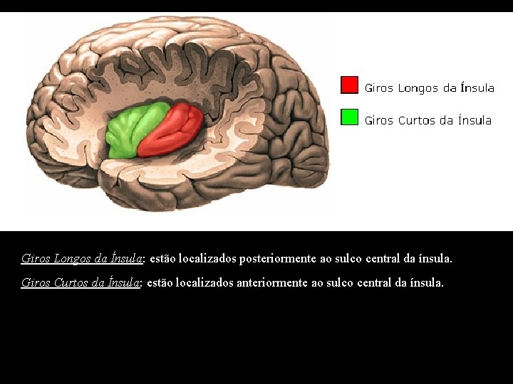 Giros Longos da Ínsula: estão localizados posteriormente ao sulco central da ínsula. Giros Curtos