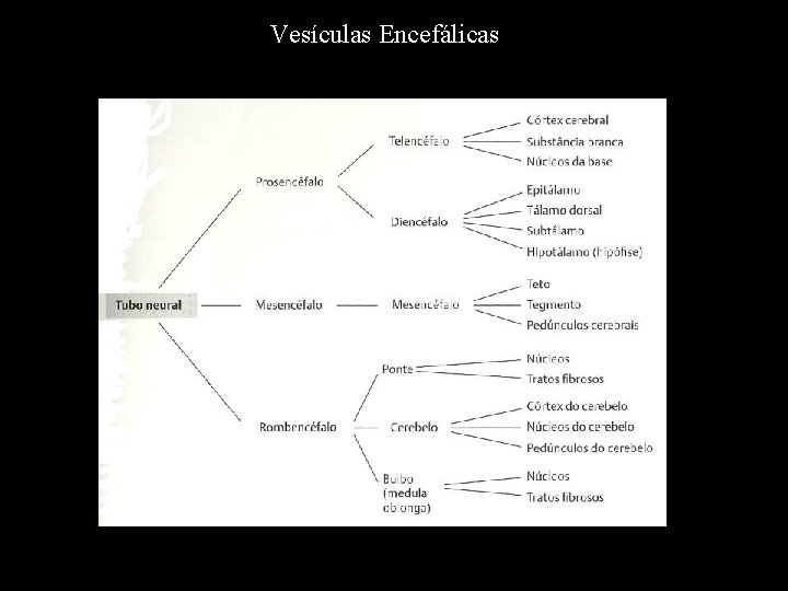 Vesículas Encefálicas 