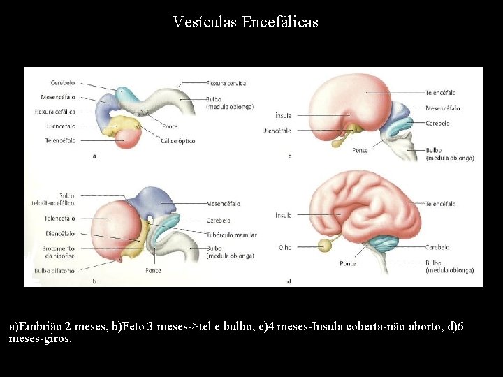 Vesículas Encefálicas a)Embrião 2 meses, b)Feto 3 meses->tel e bulbo, c)4 meses-Insula coberta-não aborto,