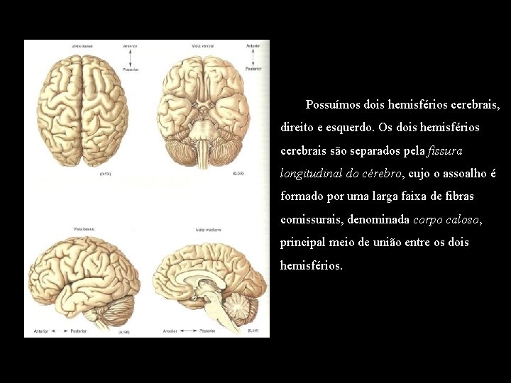 Possuímos dois hemisférios cerebrais, direito e esquerdo. Os dois hemisférios cerebrais são separados pela