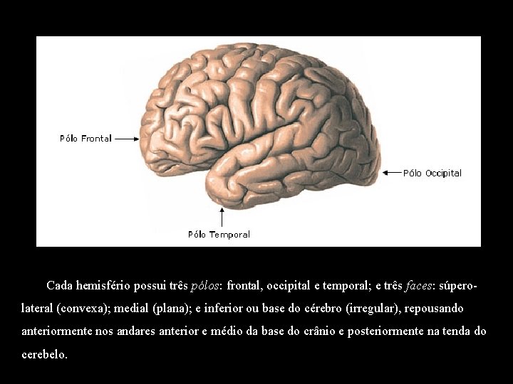 Cada hemisfério possui três pólos: frontal, occipital e temporal; e três faces: súperolateral (convexa);