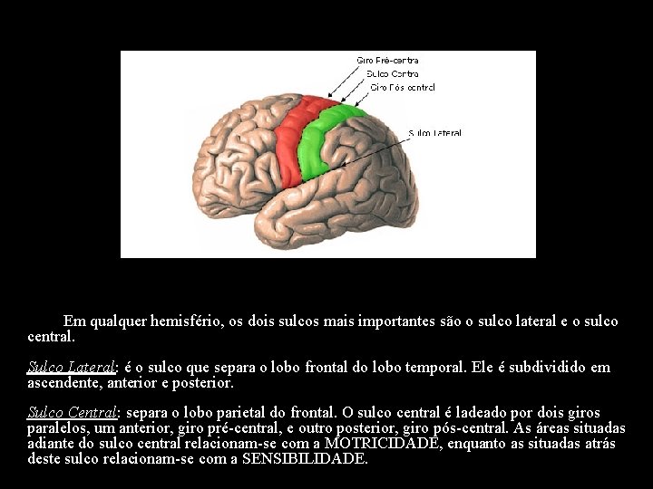  Em qualquer hemisfério, os dois sulcos mais importantes são o sulco lateral e