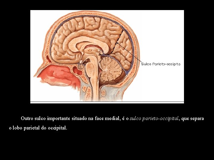  Outro sulco importante situado na face medial, é o sulco parieto-occipital, que separa