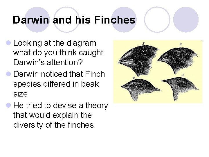 Darwin and his Finches l Looking at the diagram, what do you think caught