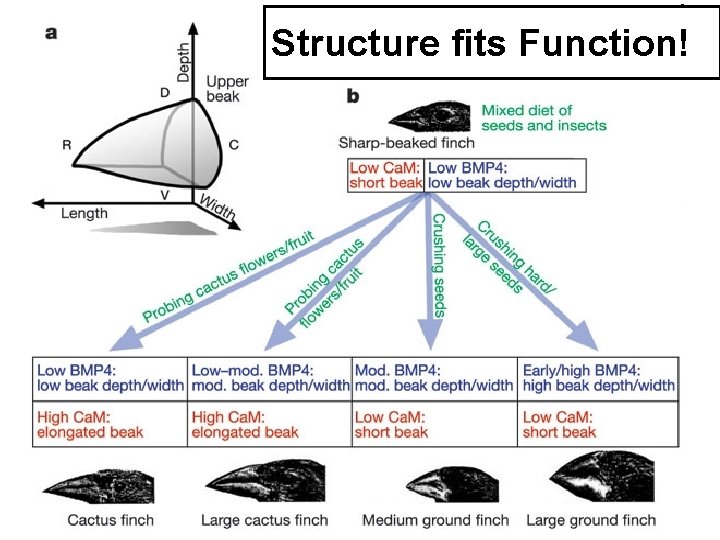 Structure fits Function! 