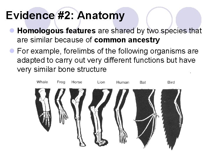 Evidence #2: Anatomy l Homologous features are shared by two species that are similar