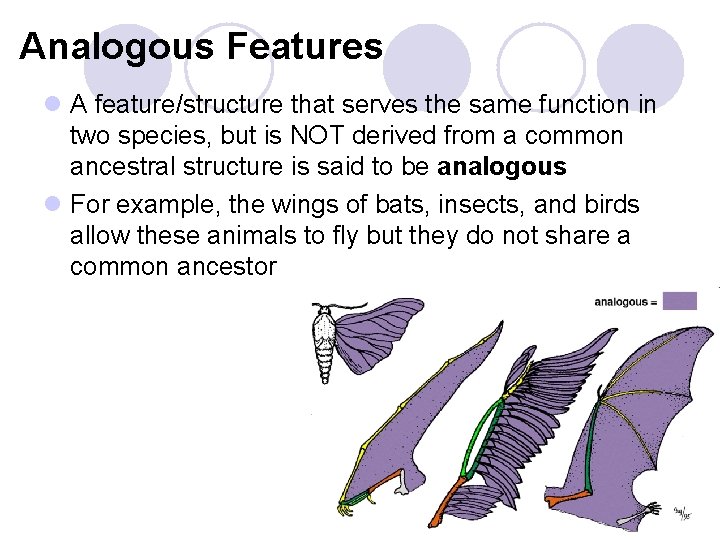 Analogous Features l A feature/structure that serves the same function in two species, but