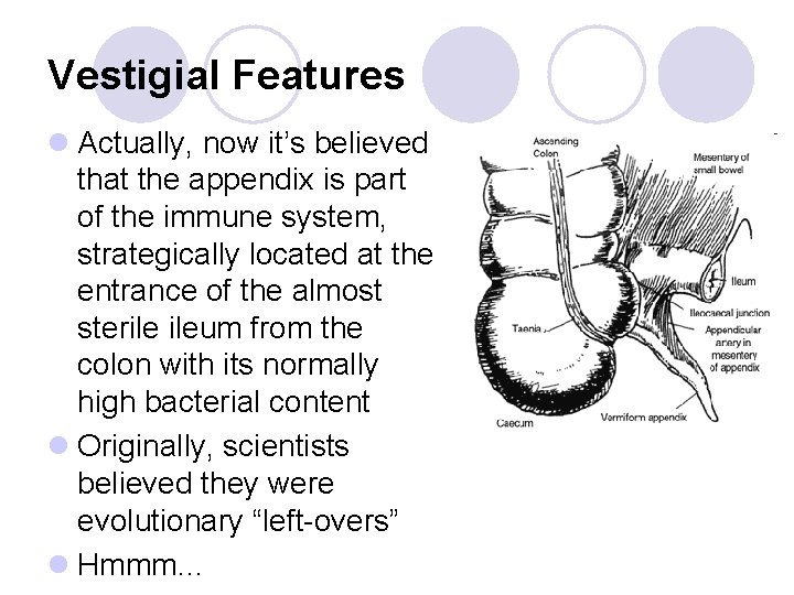 Vestigial Features l Actually, now it’s believed that the appendix is part of the