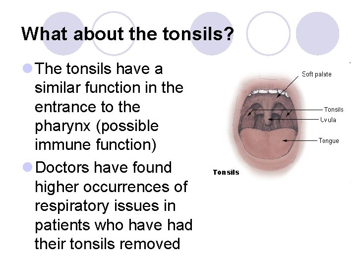 What about the tonsils? l The tonsils have a similar function in the entrance