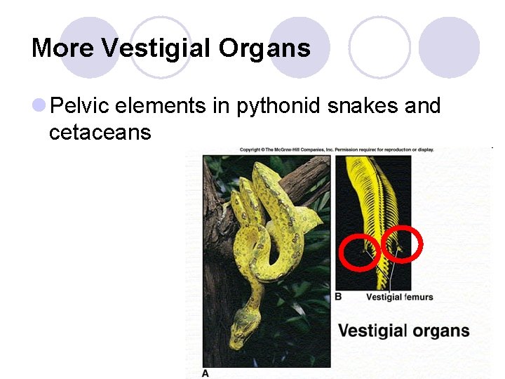More Vestigial Organs l Pelvic elements in pythonid snakes and cetaceans 